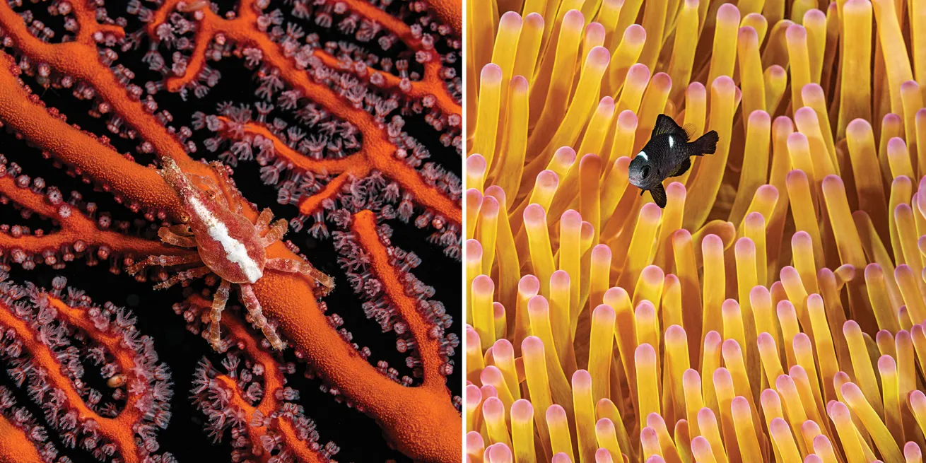 fiji scuba diving