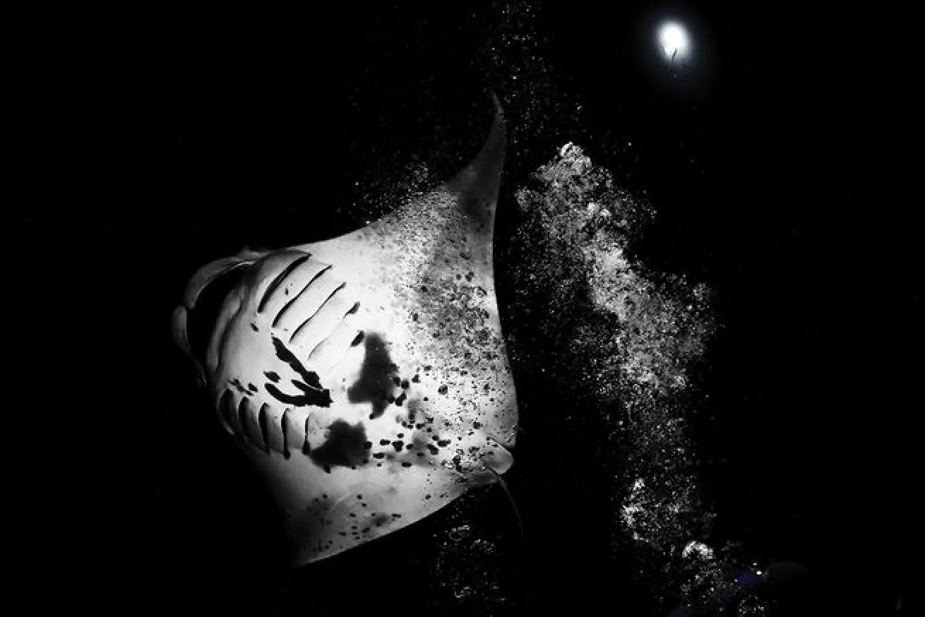 manta rays