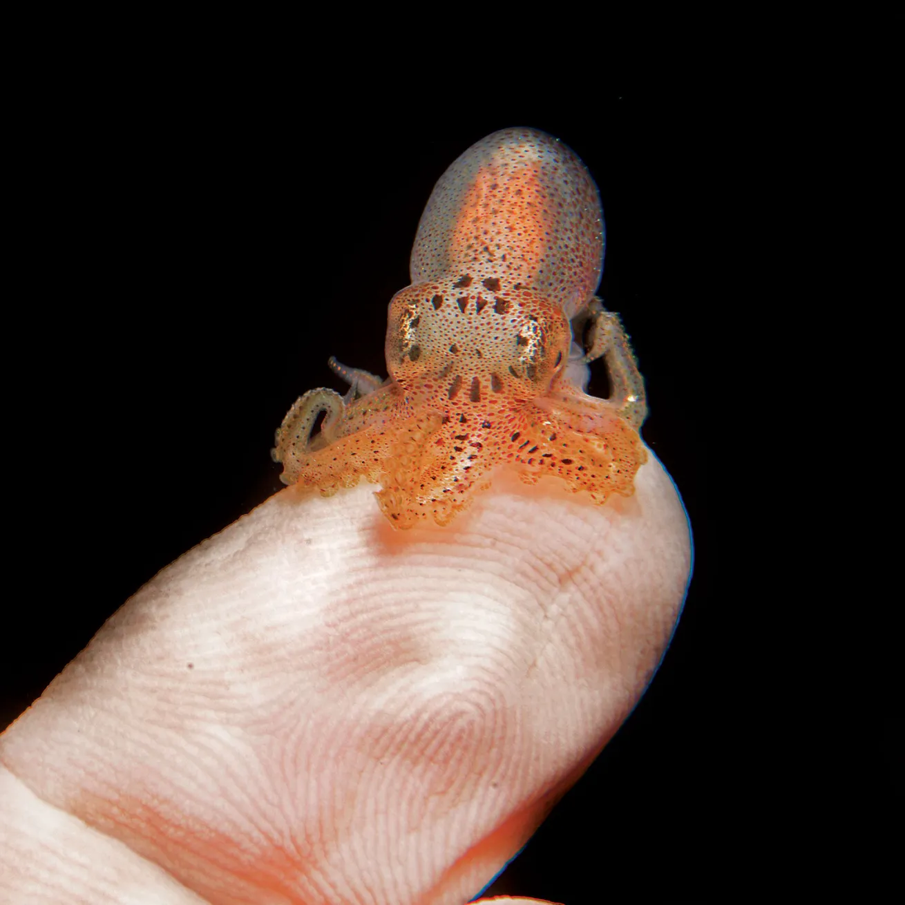 baby octopus