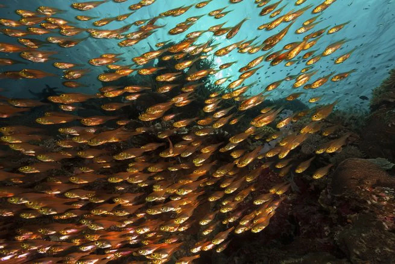 indonesia diving