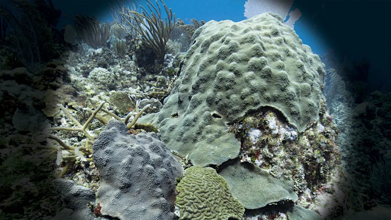 Orbicella faveolata