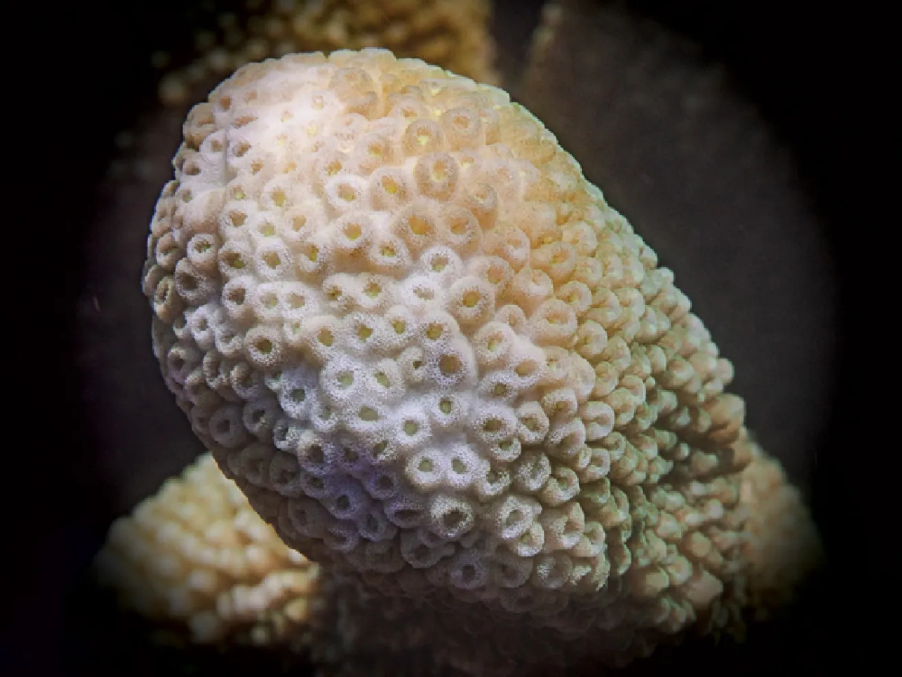 Isopora Coral