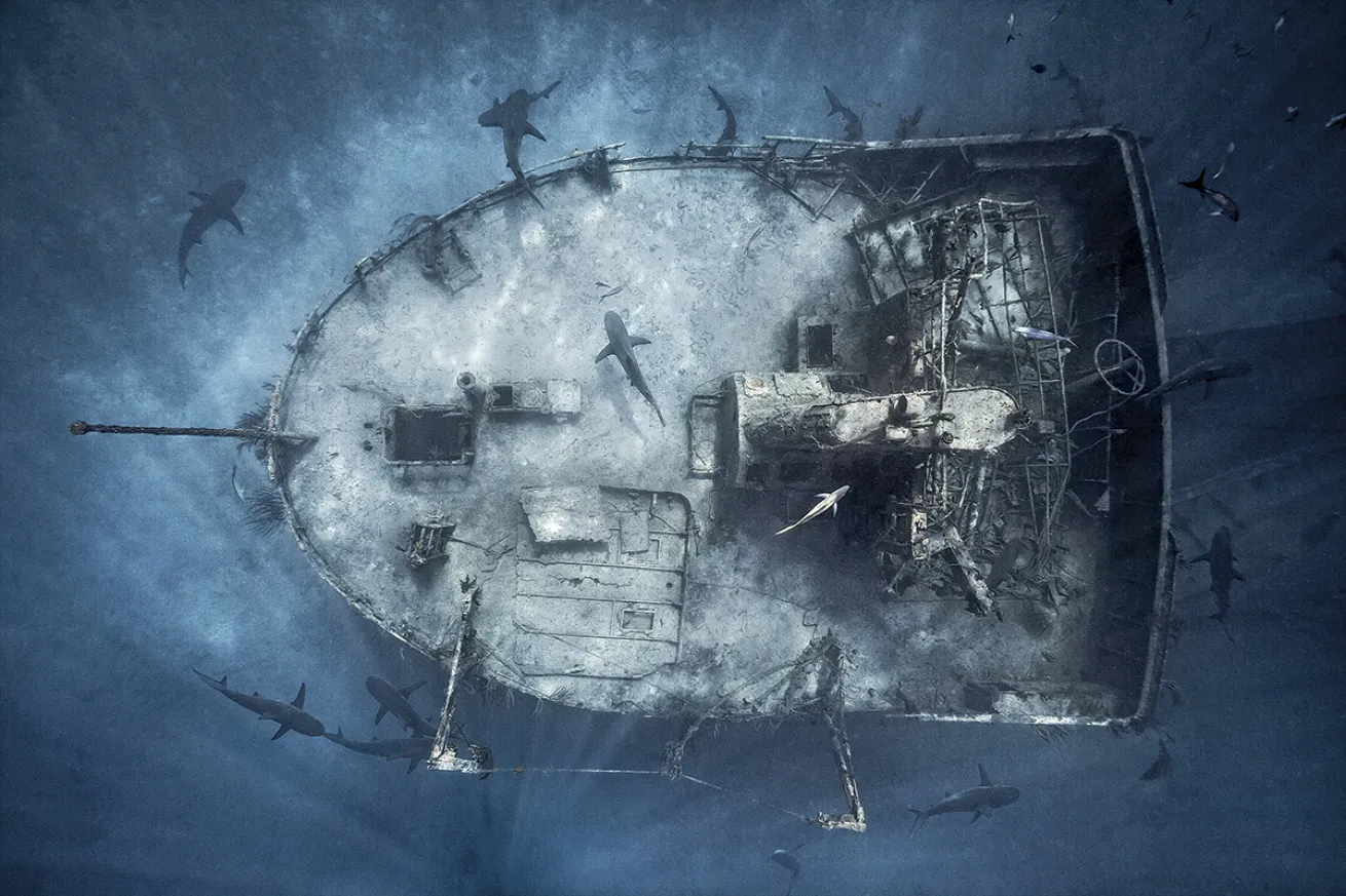 Sharks circling shipwreck in the Bahamas