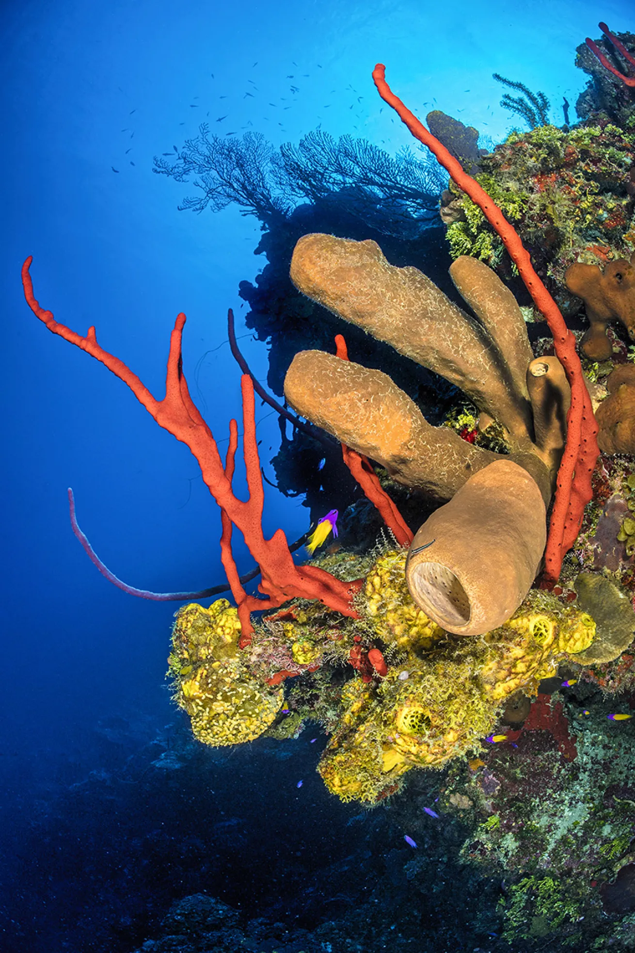 Cayman Islands Wall Photo