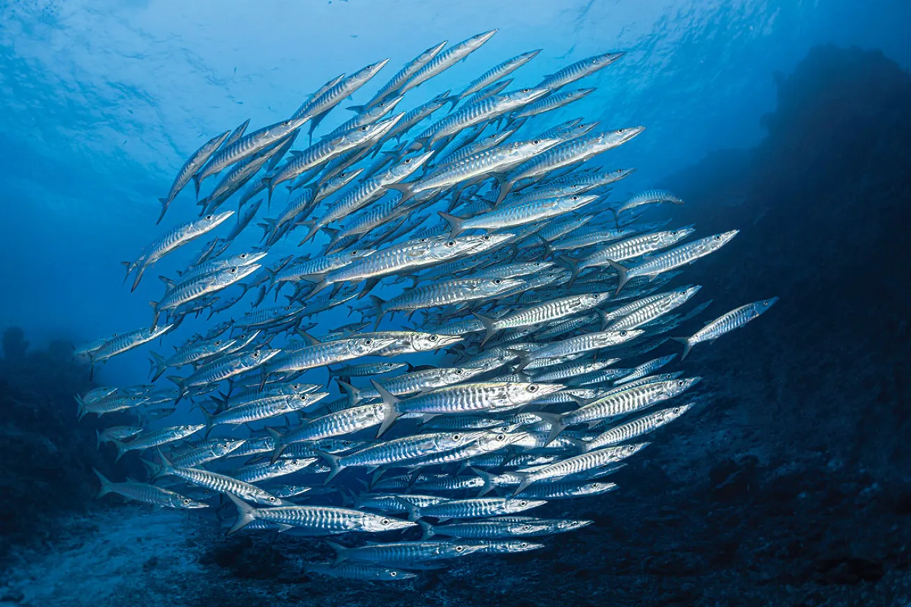 Barracuda Fiji