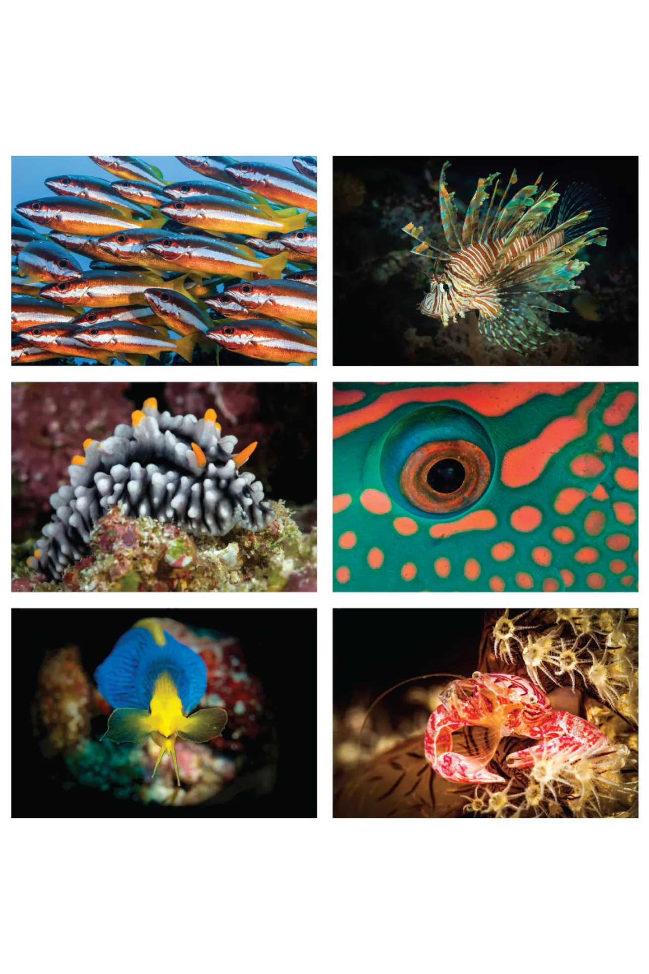 Underwater Macro Fiji