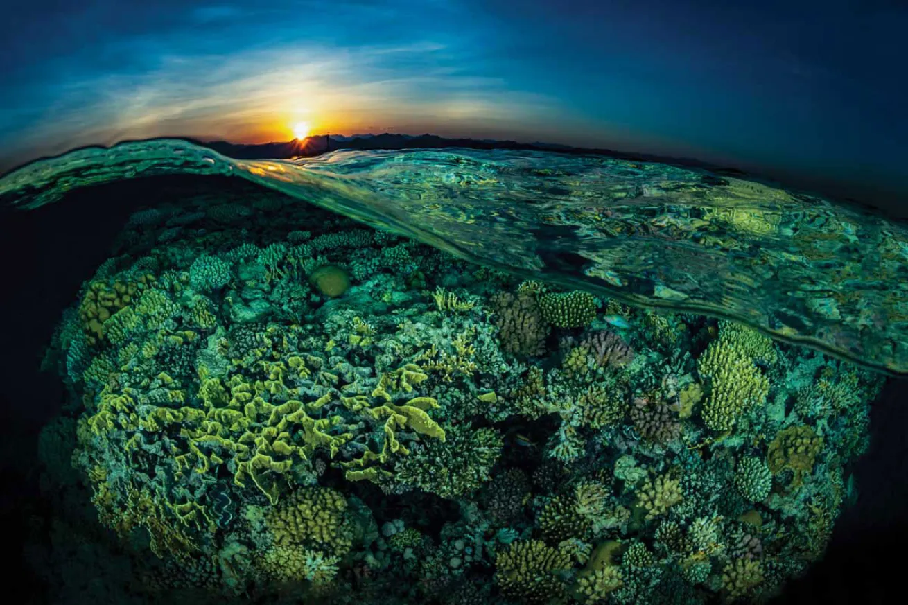 Corals in Red Sea
