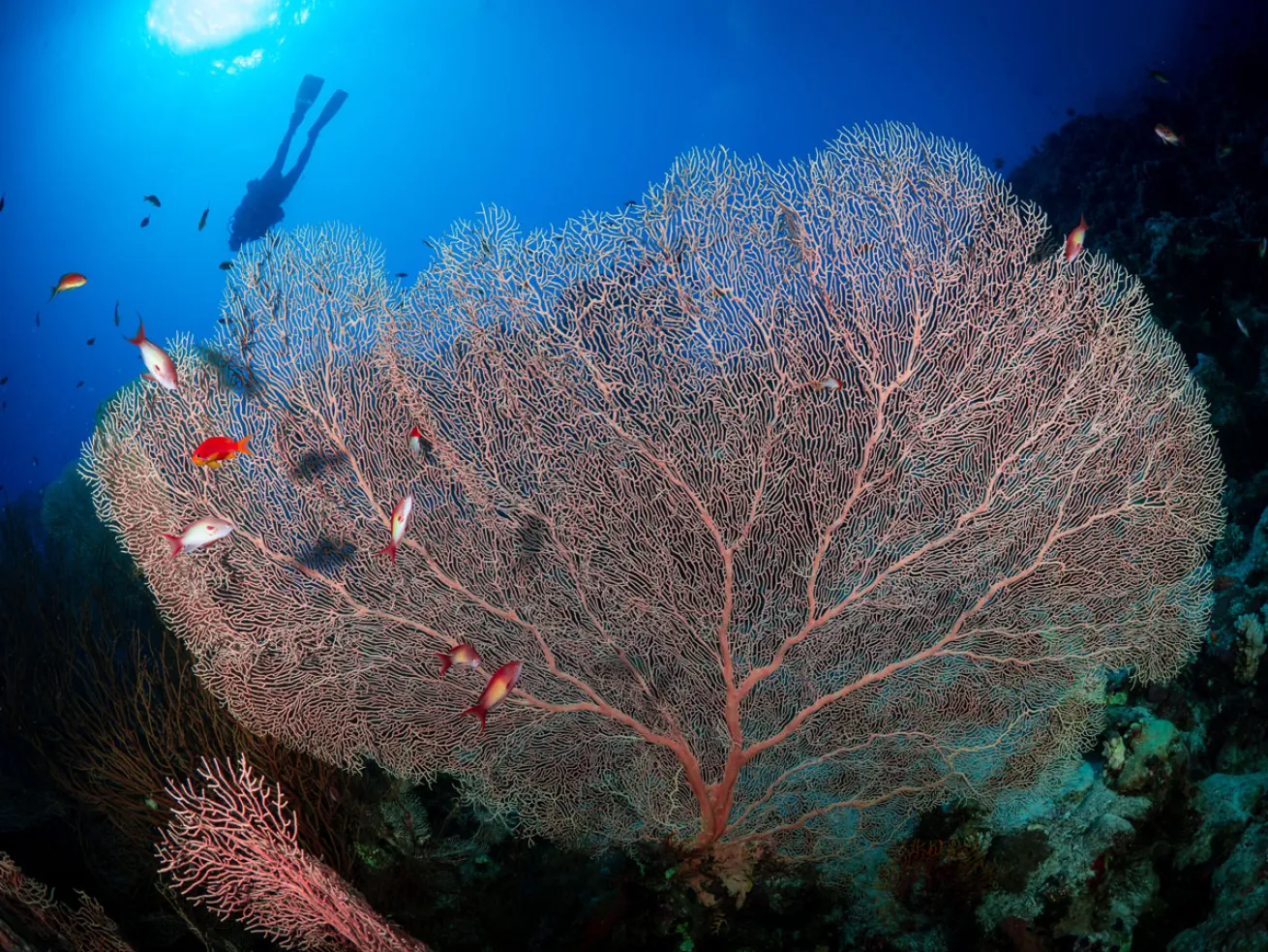 Sea Fan in Red Sea