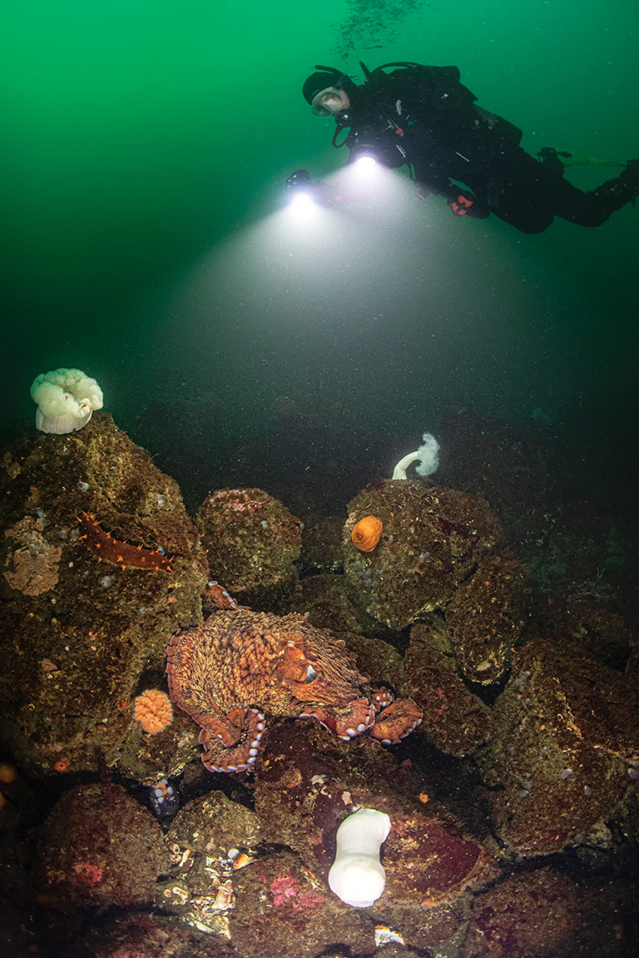 Drysuit diver watches an octopus