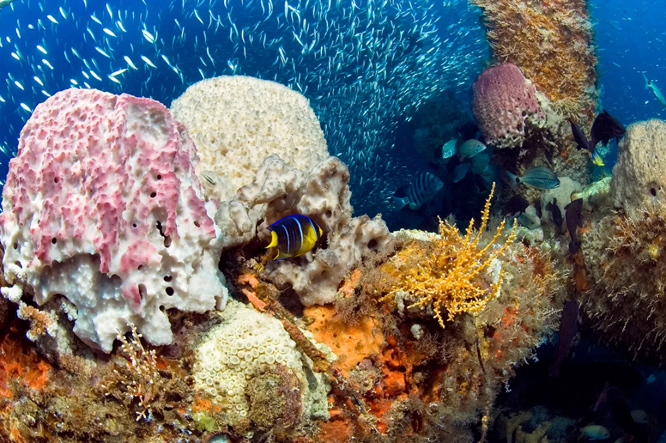 Gray's Reef National Marine Sanctuary