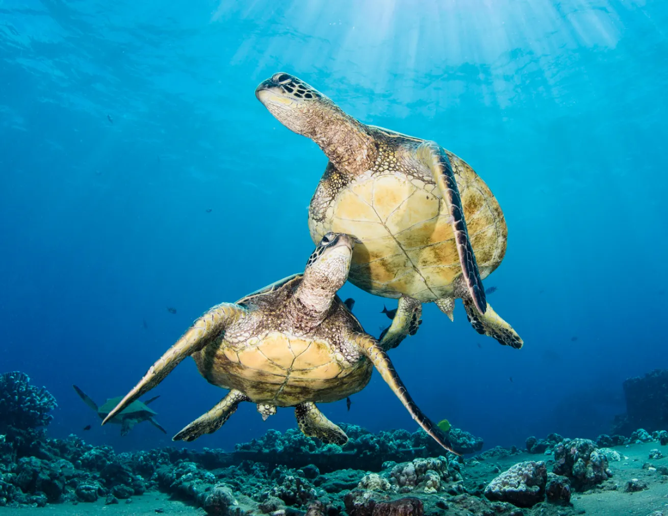 Green Sea Turtles in Maui