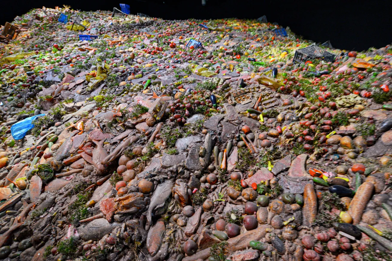 Discarded Fish and Food
