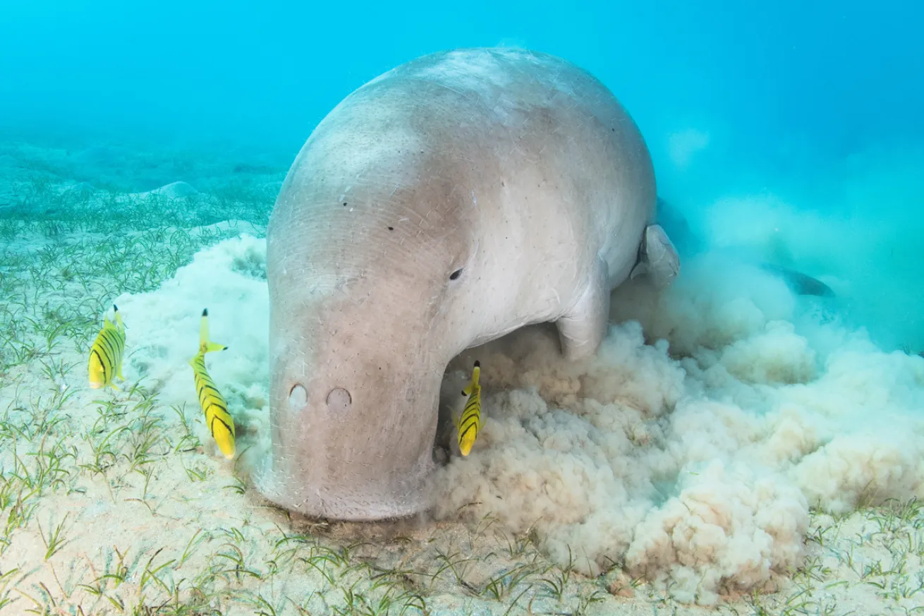Dugong in Marsa Alam, Egypt