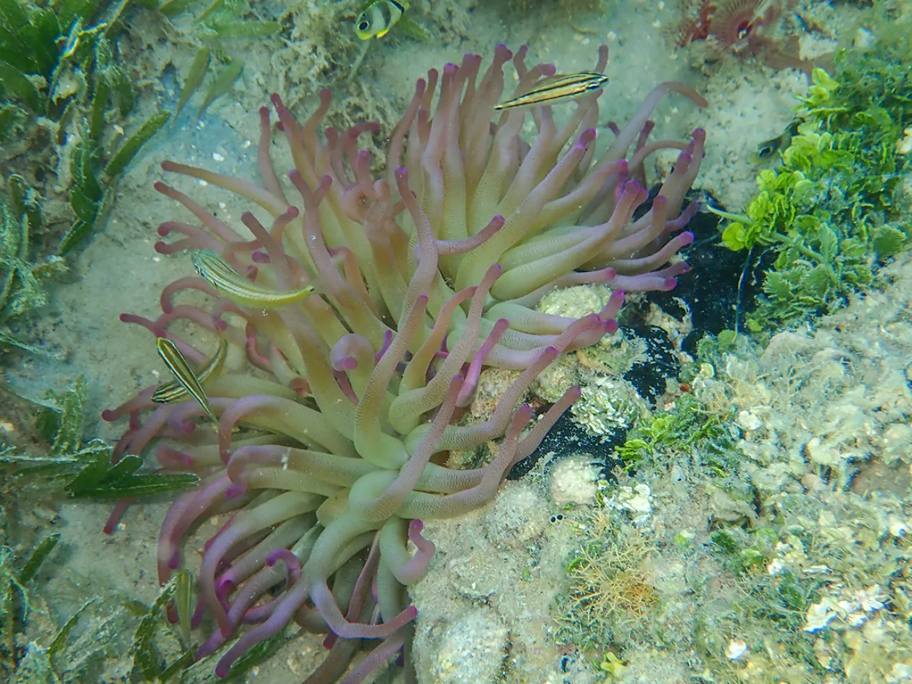 Sea anemone