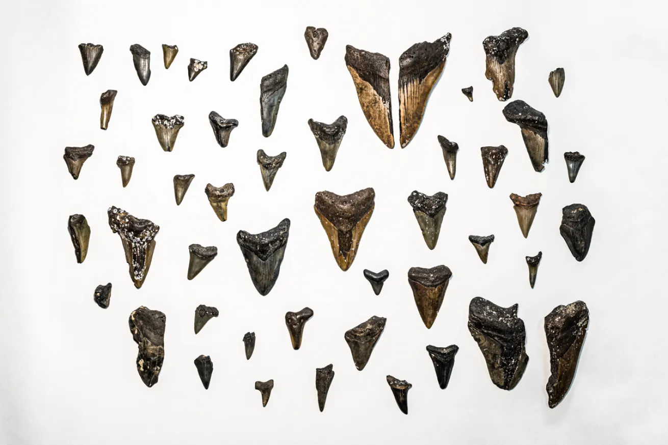 SoutheastFossilTour. IdolJennifer.MegladonTeeth.ScubaDivingMag.SeptOct2021