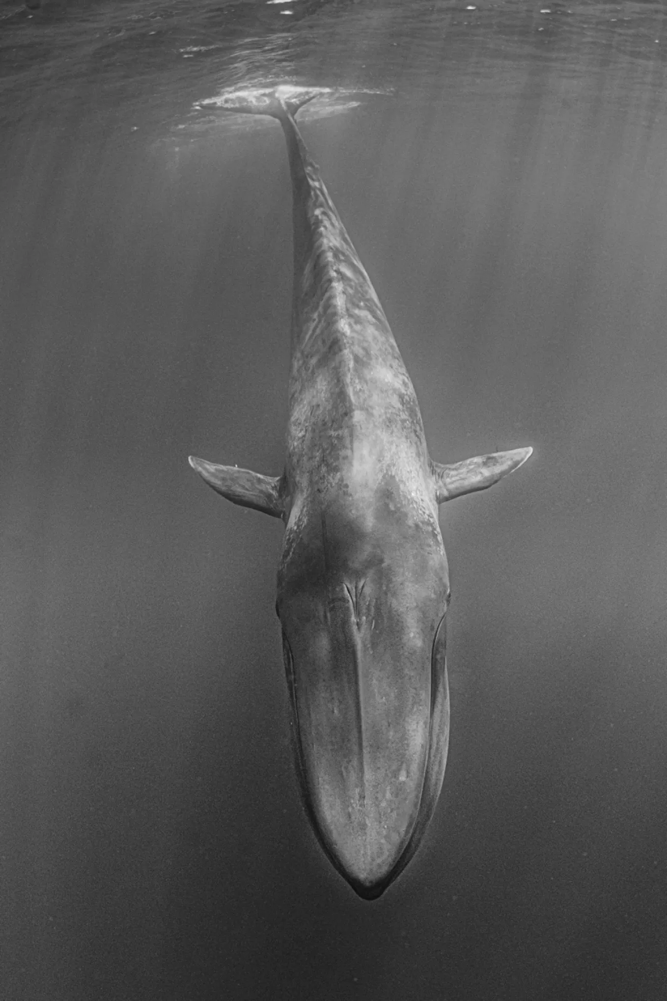 trinco-blue.scubadivingmagazine.december2021
