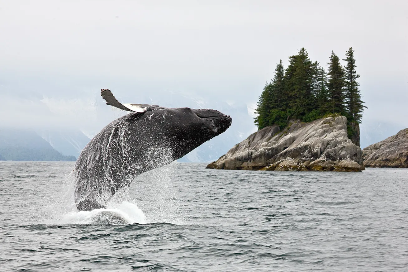 Breaching humpback whale