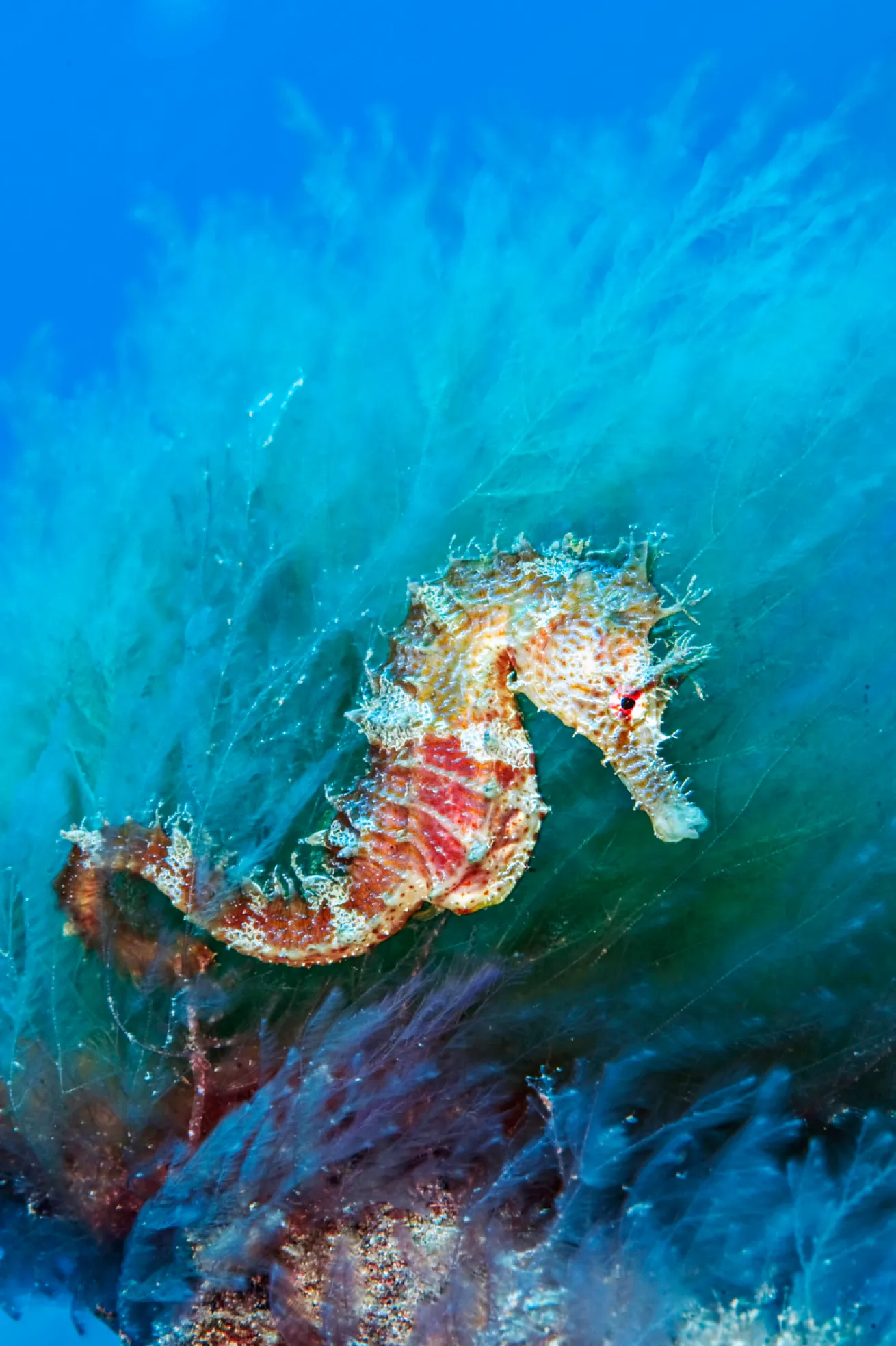 SeaHorse Alex Mustard