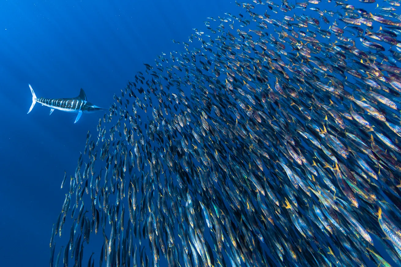 Marlin bait ball