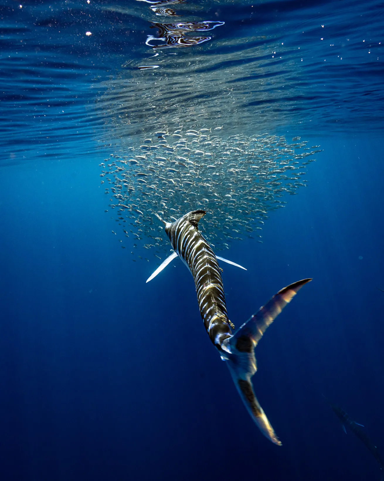Striped marlin with baitball 
