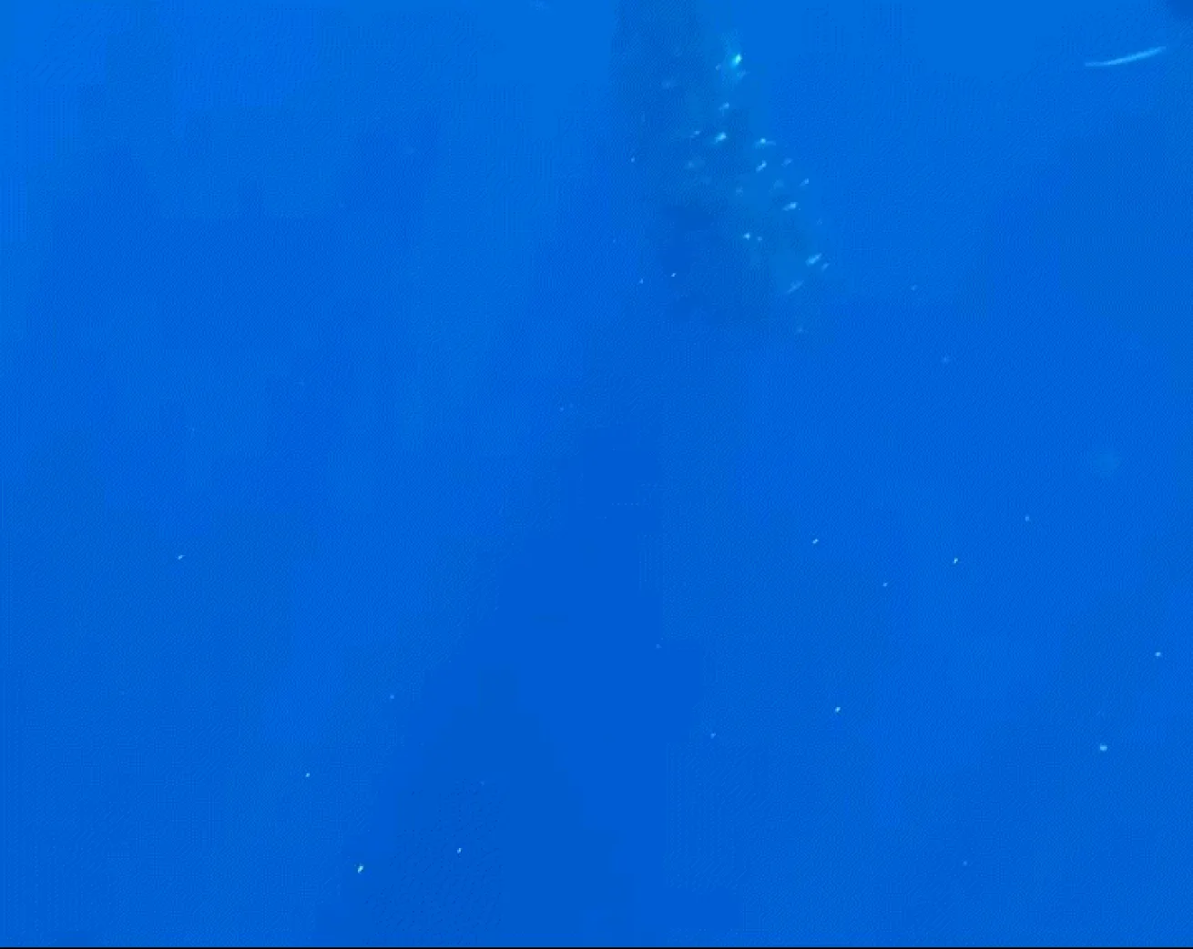 Marlin hunting