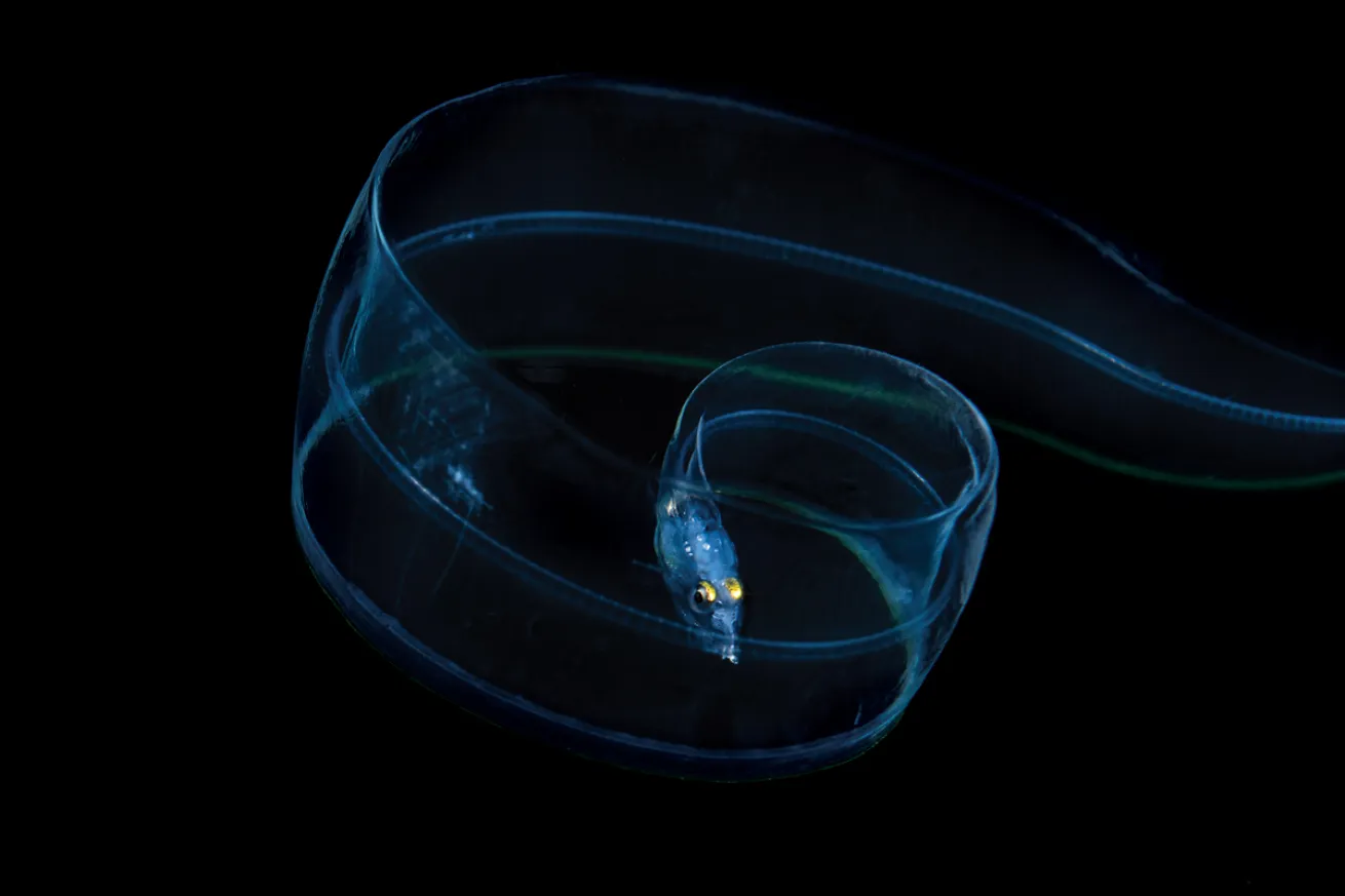 Blackwater Underwater Photography Larval Eel