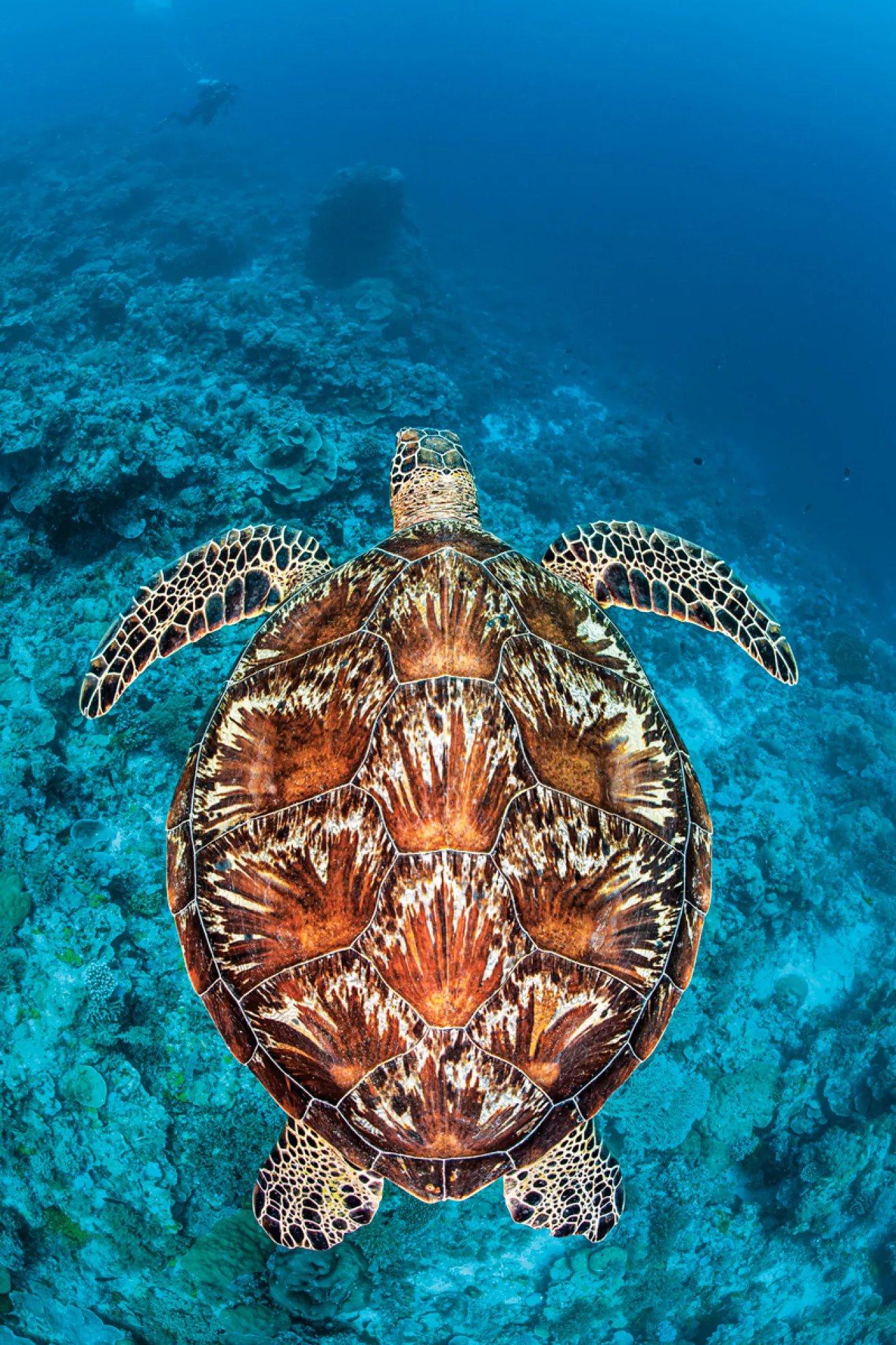 Swimming turtle