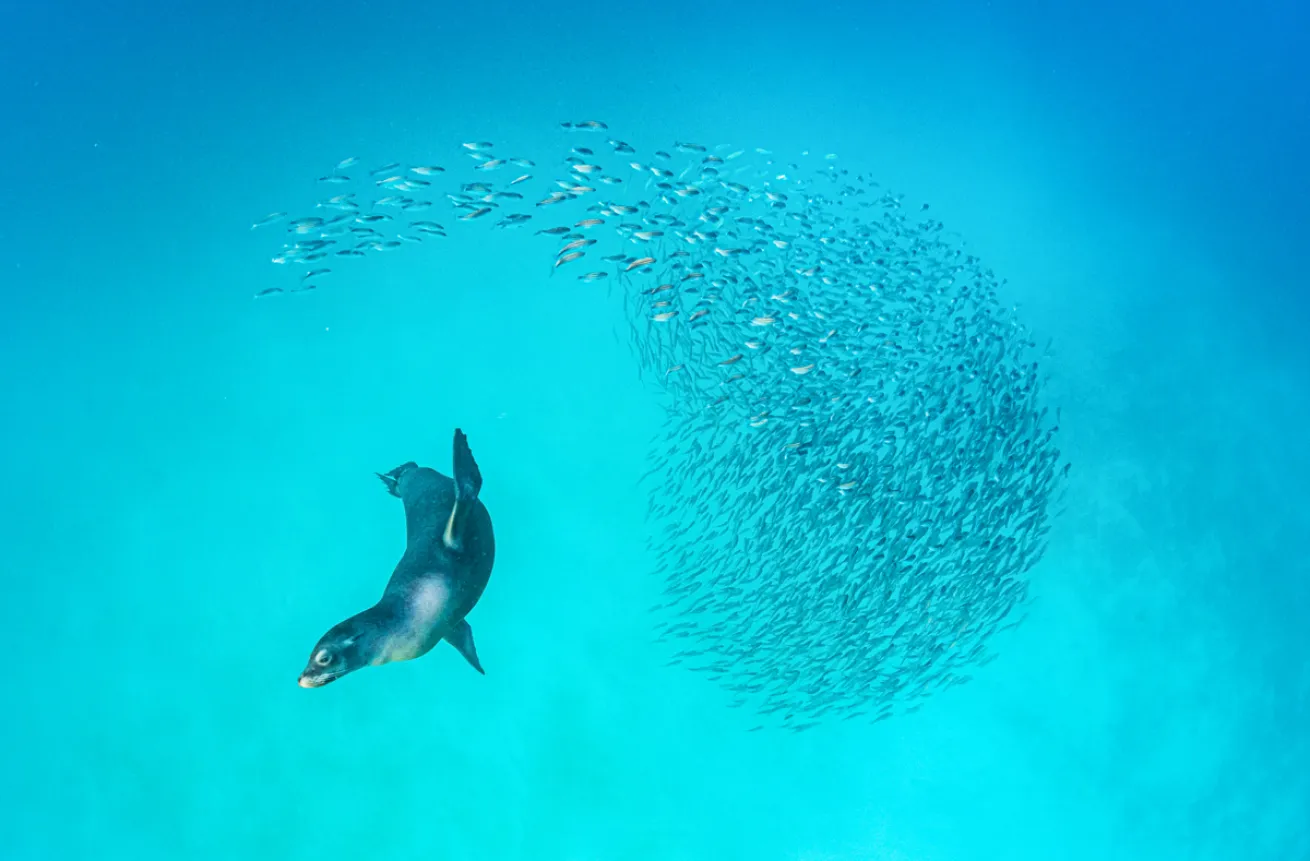 Galapagos Sea Lion Diving