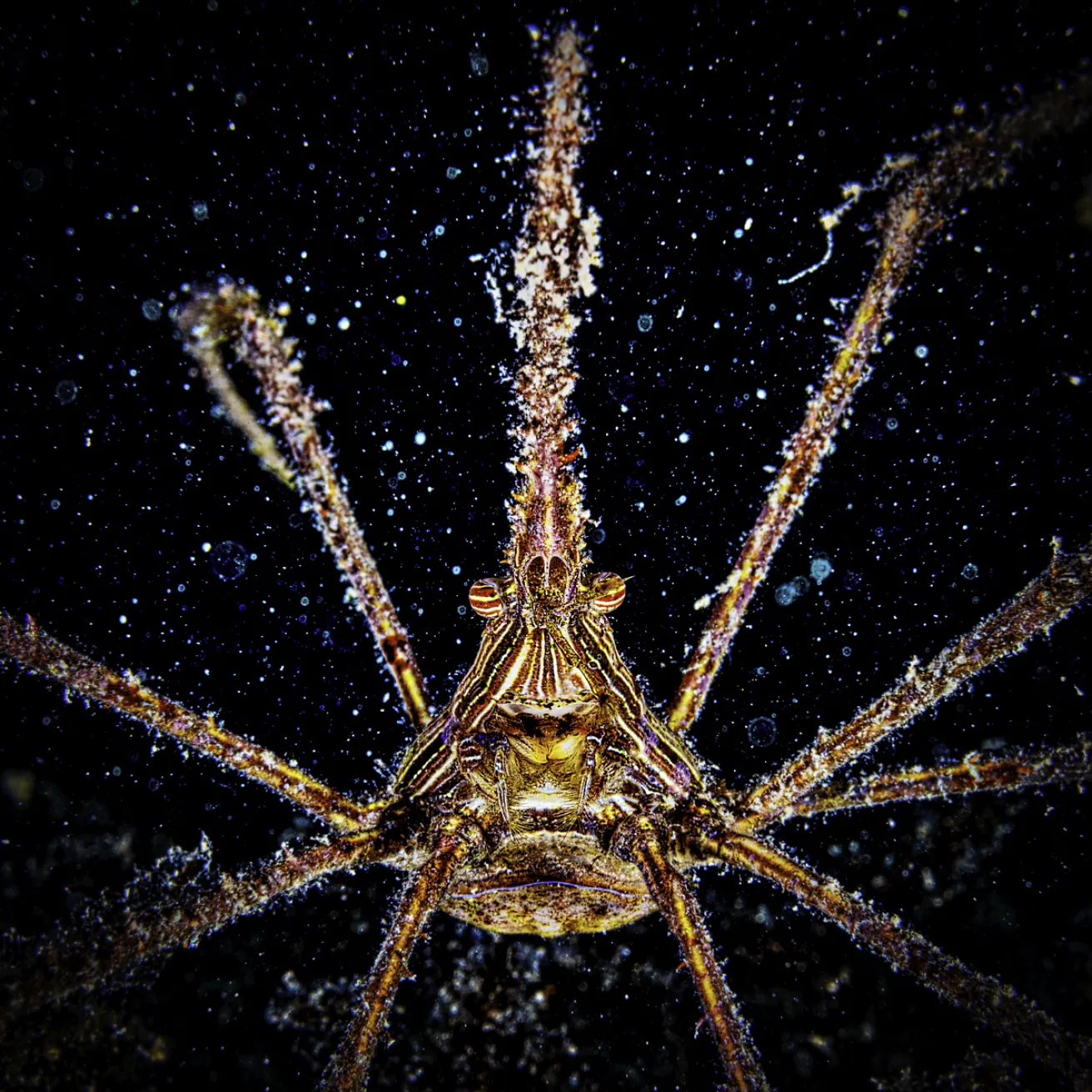 macro scuba diving crab
