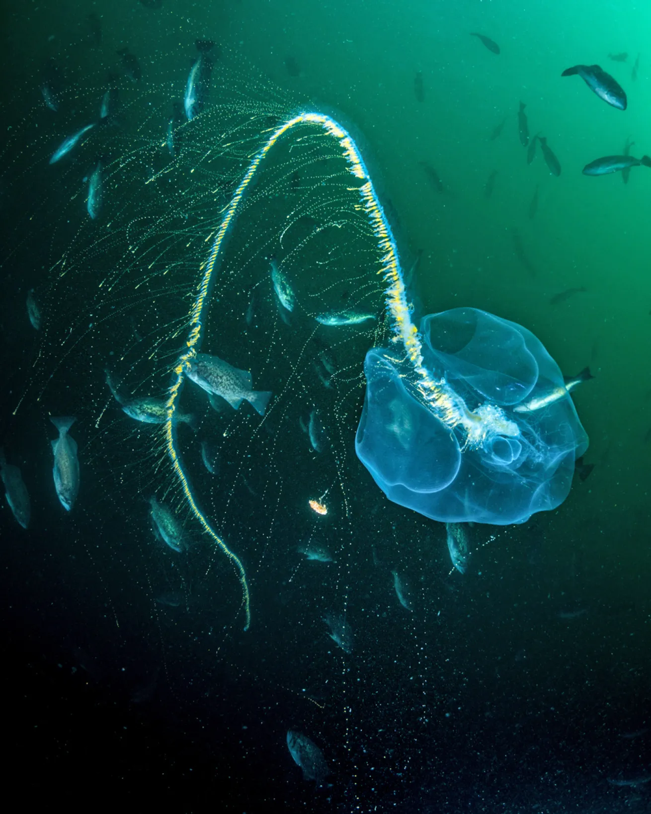 Siphonophores are different drastic. 