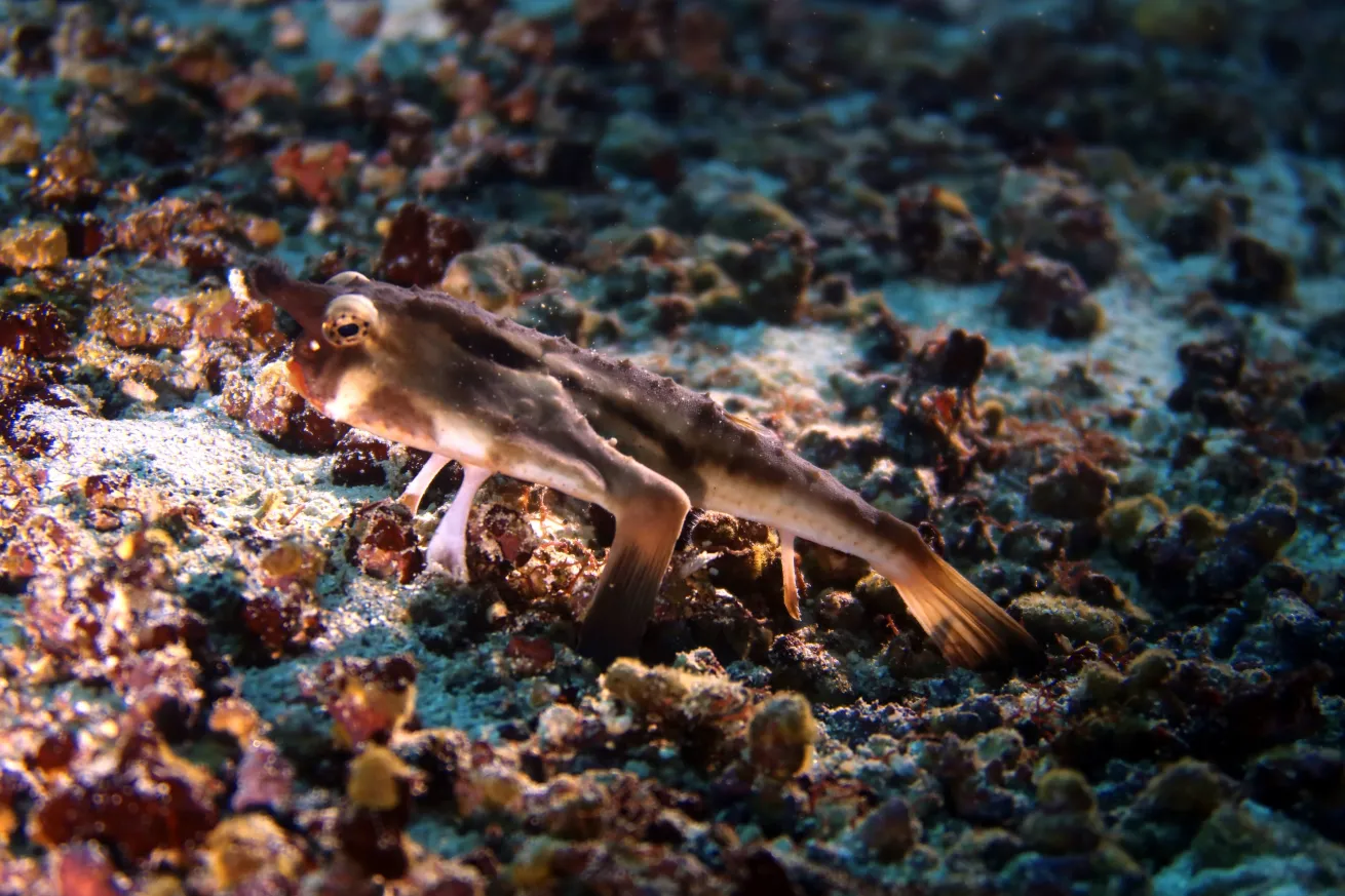 You’ll be able to see the red-lipped wonder underwater, if you're lucky.