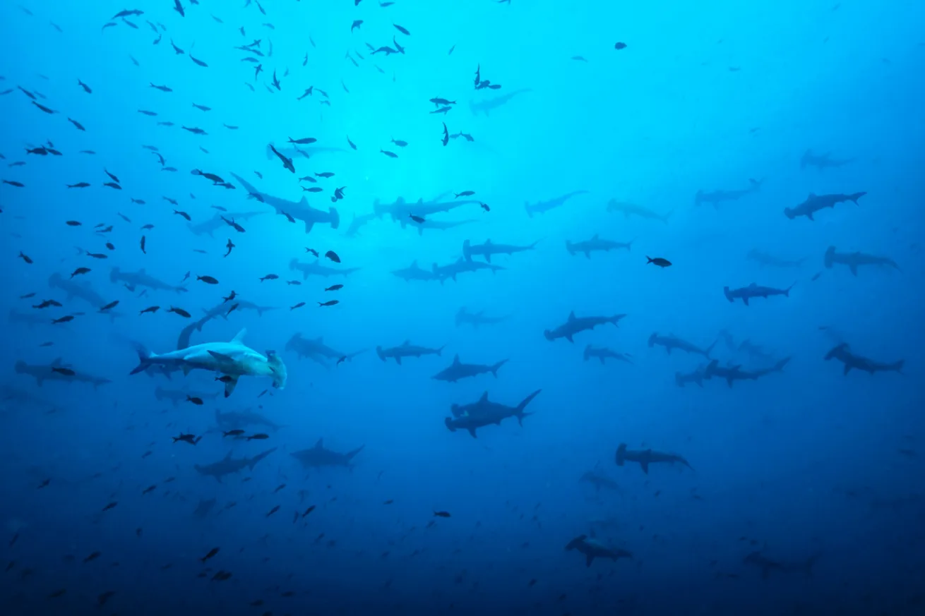 Scalloped hammerheads school by the dozen in the Galapagos.