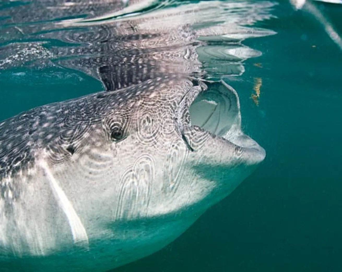 whale shark, Holbox