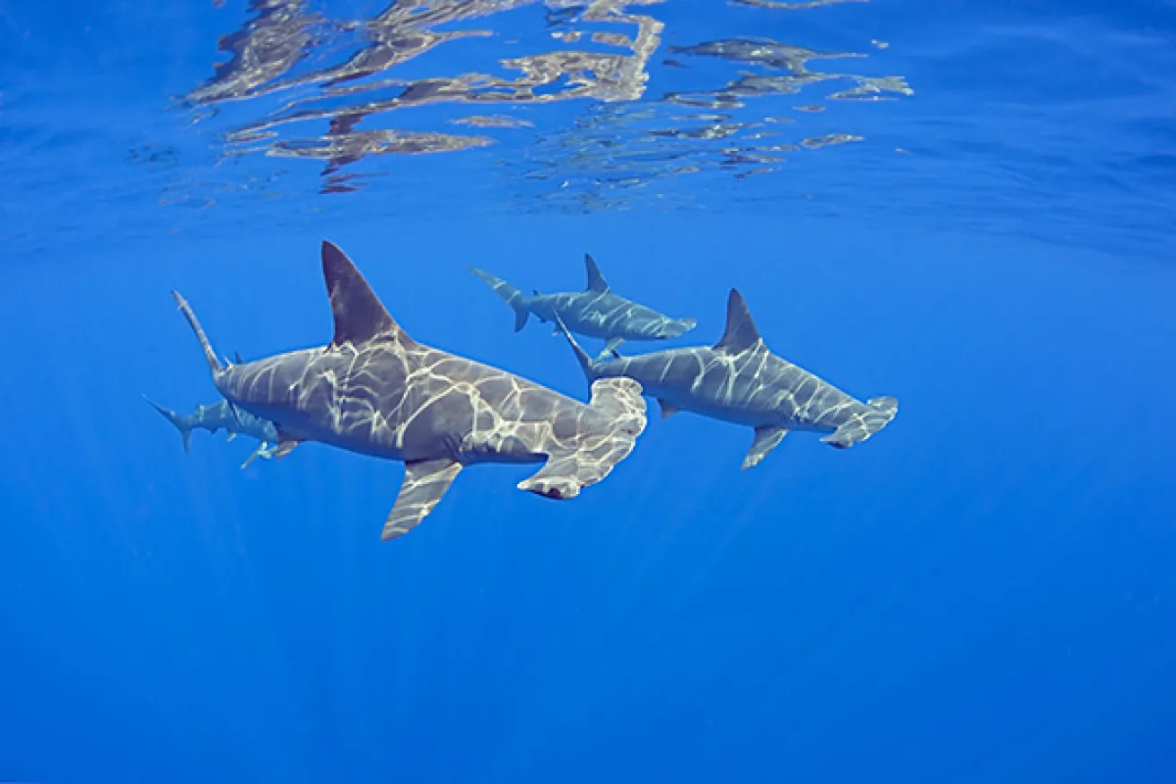 Scalloped Hammerhead Shark