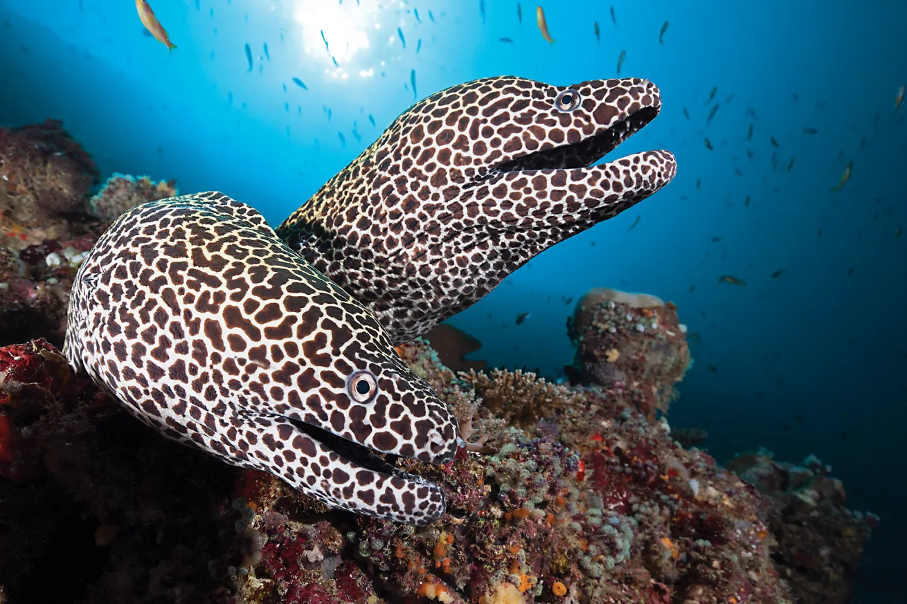 best scuba diving maldives