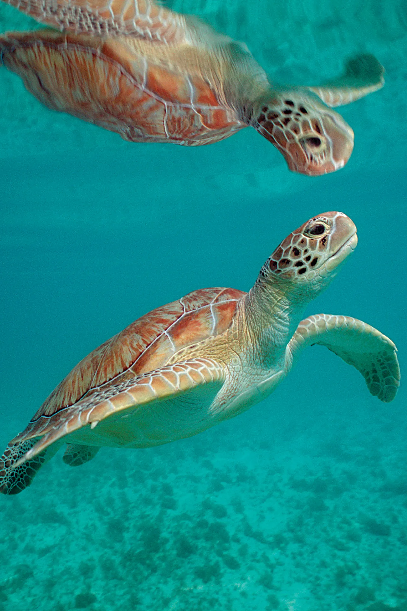 best scuba diving destinations for visibility 