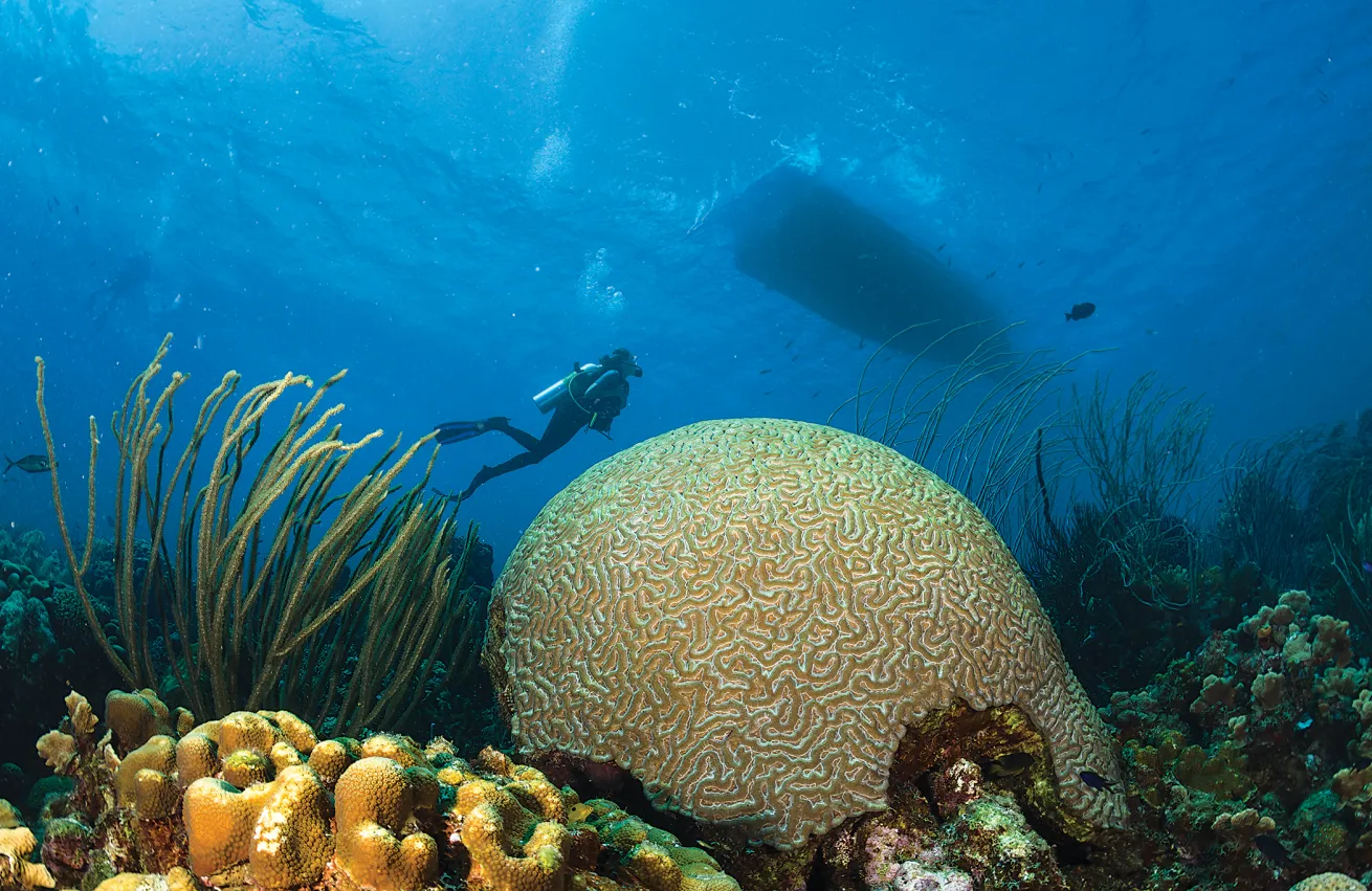 best shore diving caribbean and atlantic 