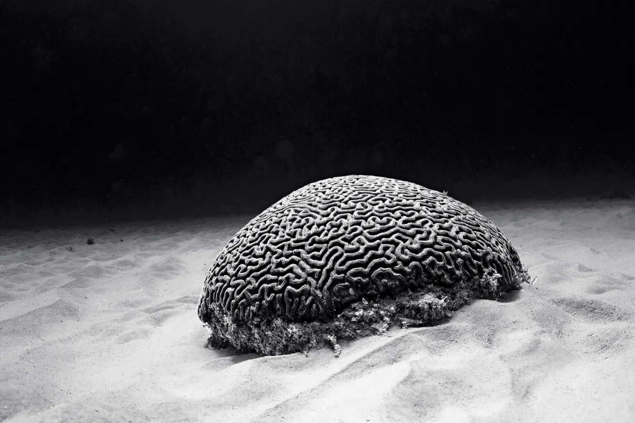 best scuba diving destinations for underwater photography 