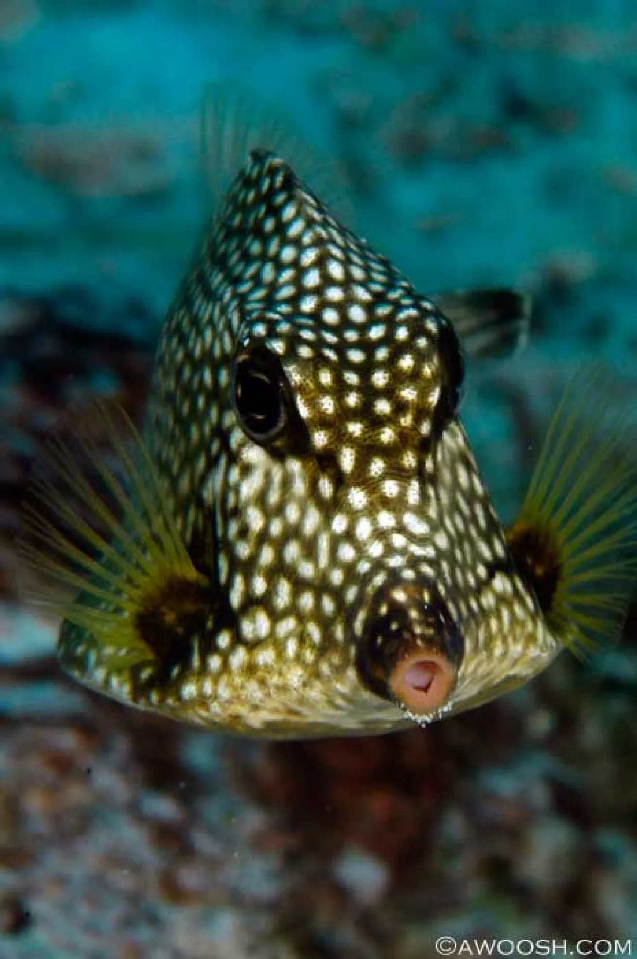 cozumel scuba diving photos