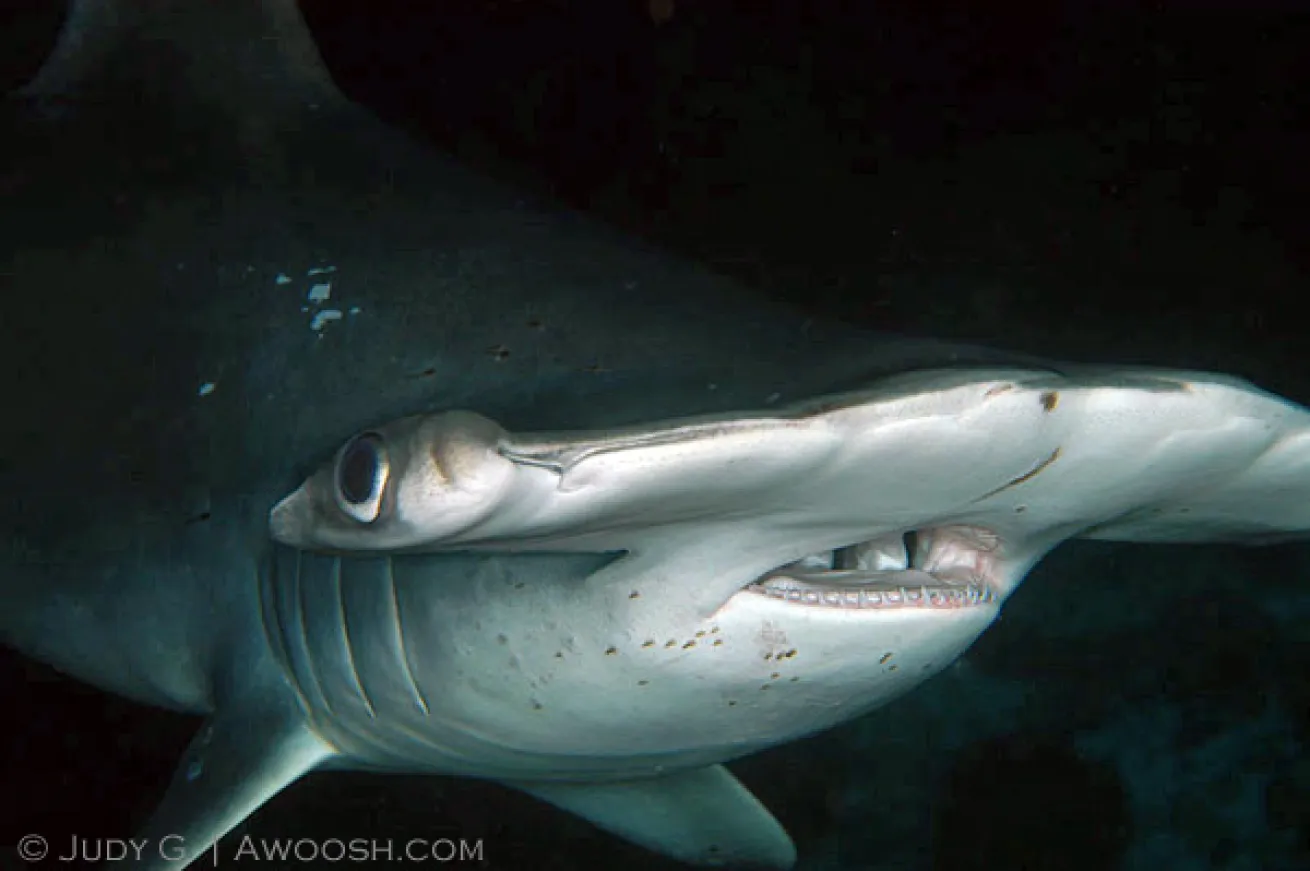 hammerhead shark diving