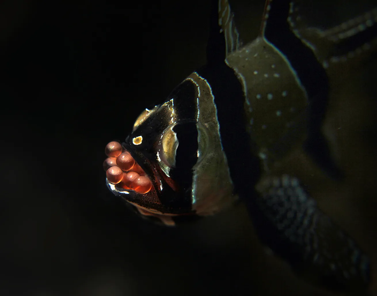 cardinalfish eggs