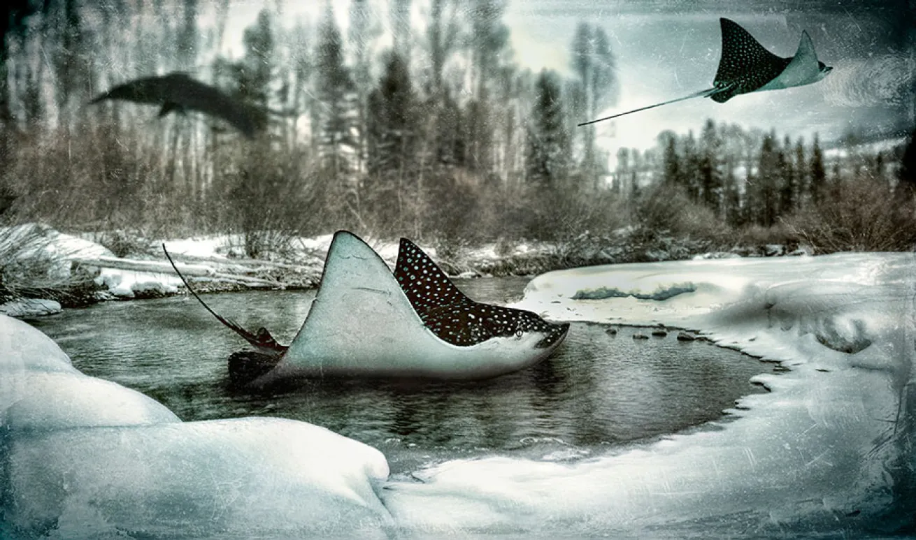underwater conceptual photography