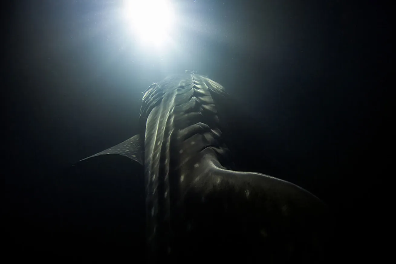 whale shark