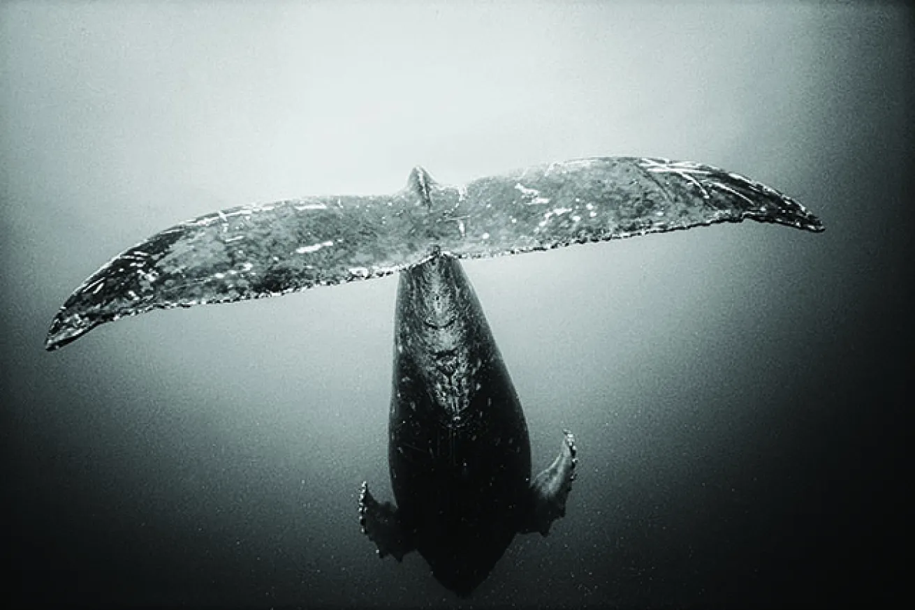 scuba diving maui