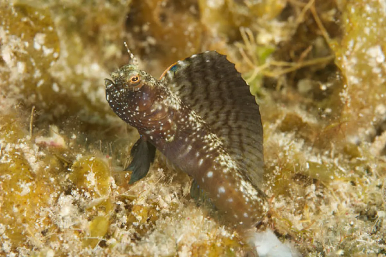 Sailfin blenny