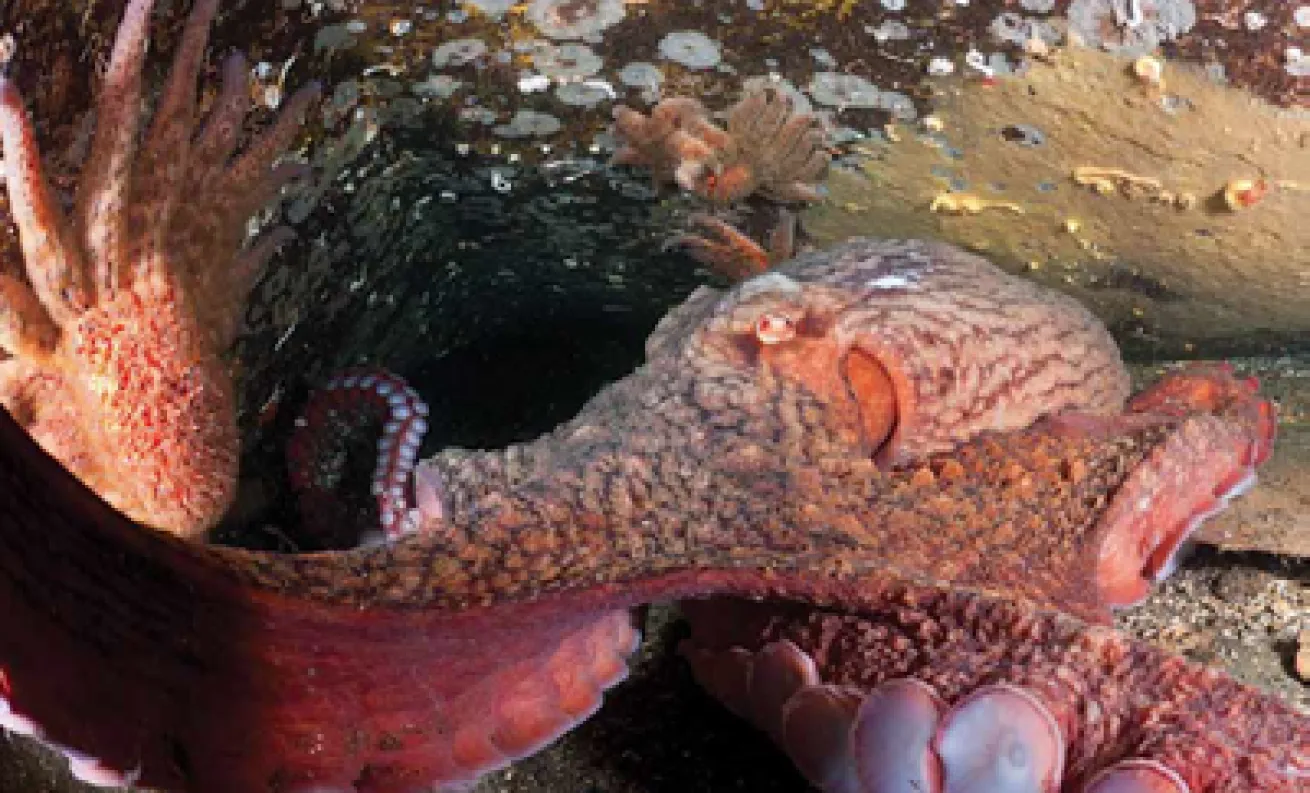 Diving Image