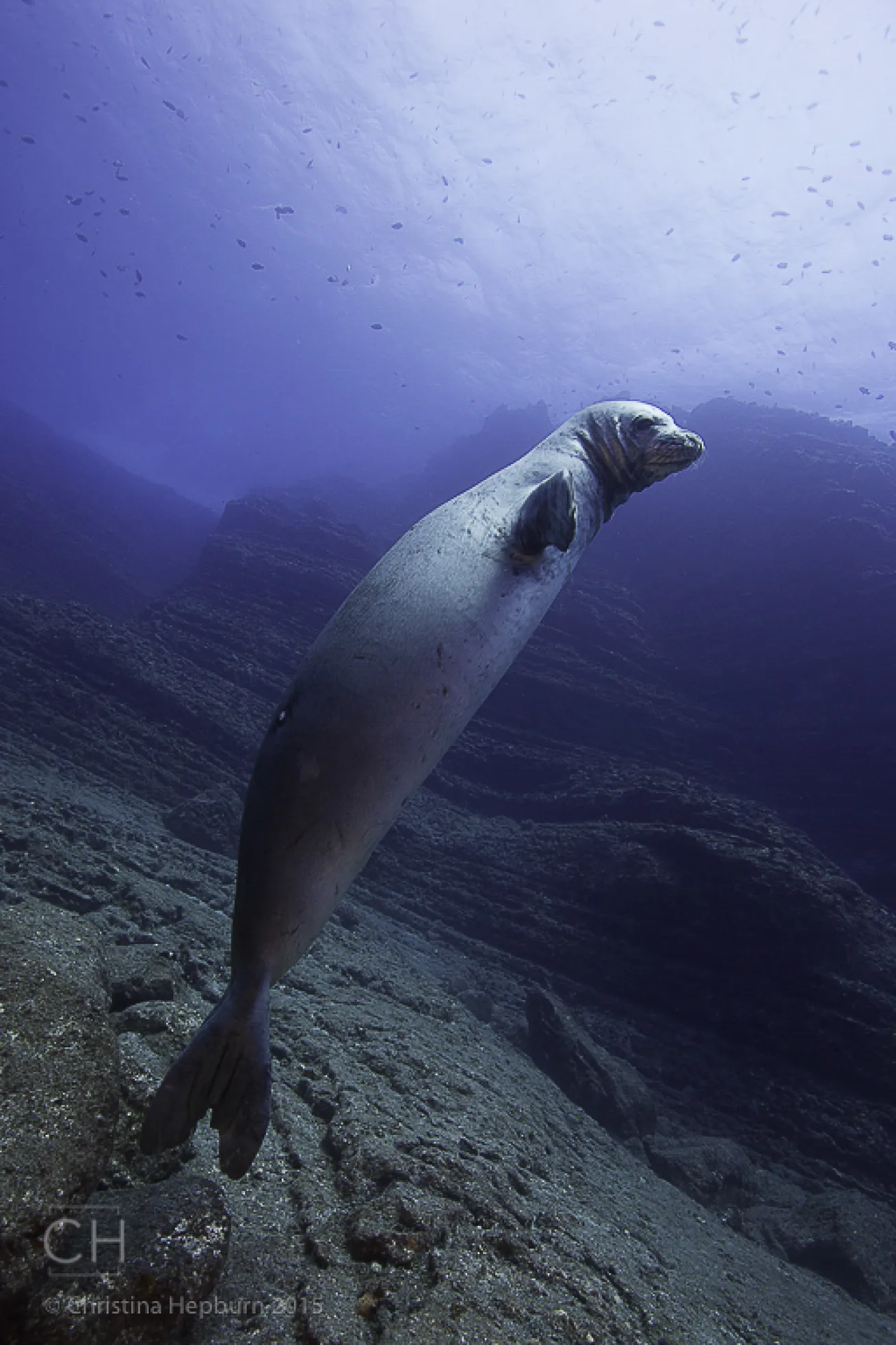 monk seal hawaii