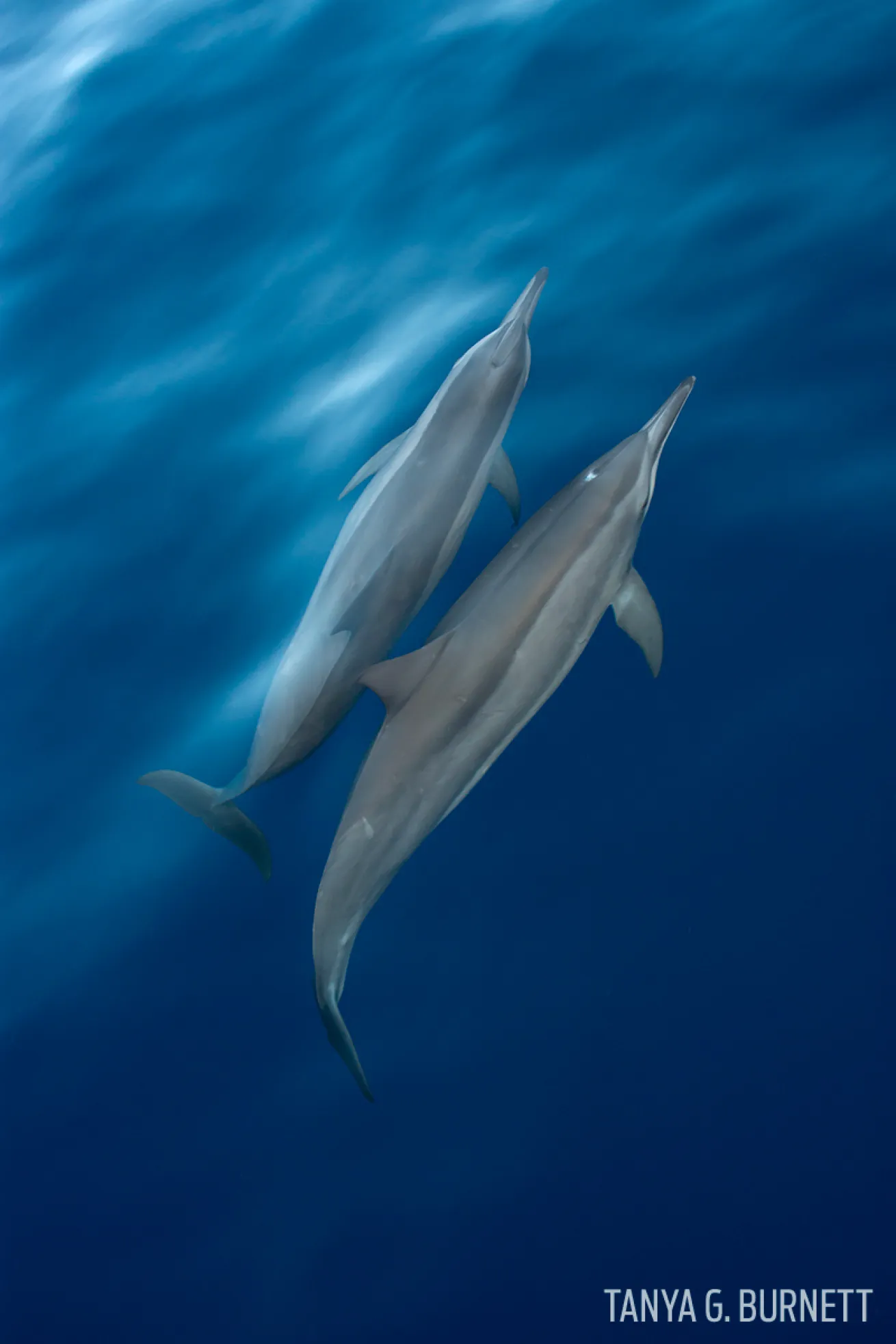 Spinner dolphins underwater photography marquesas