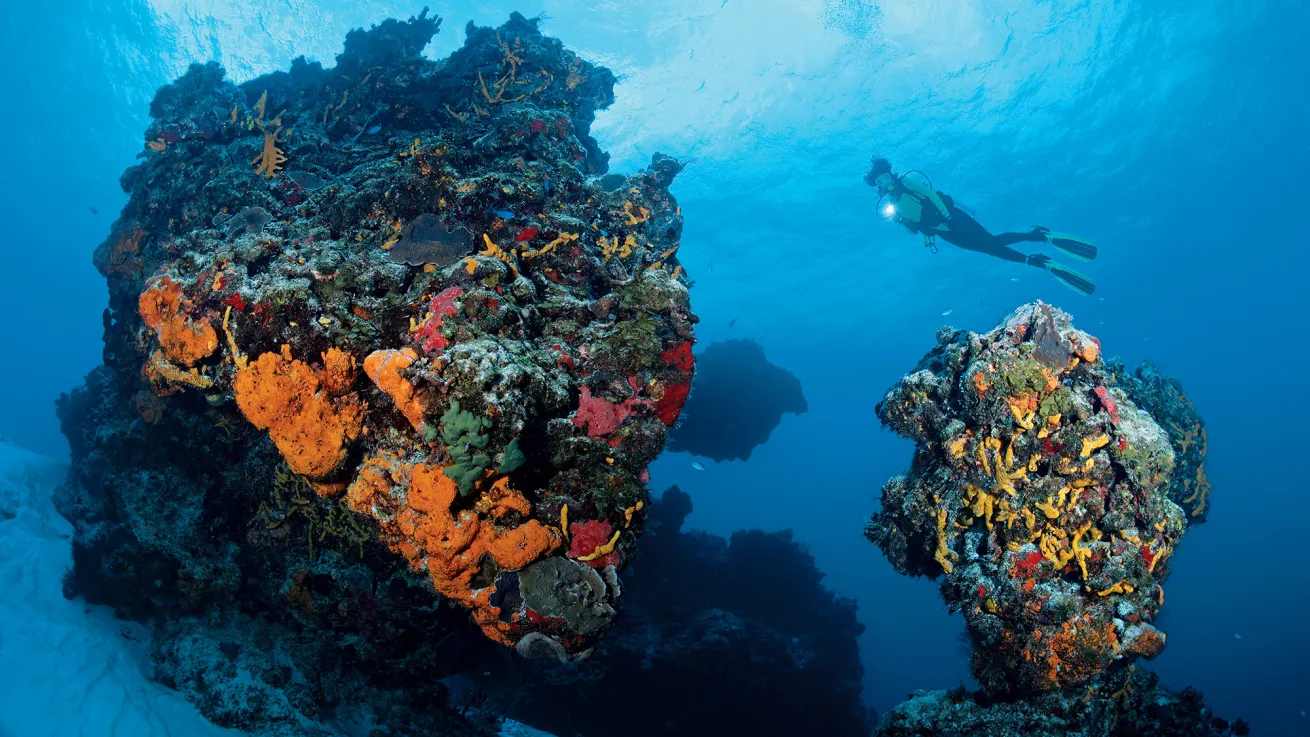 cozumel diving