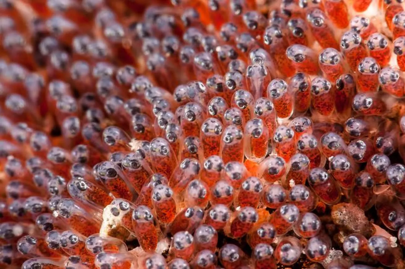 Nesting Time

When the time comes for mating, anemonefish will lay their eggs in large batches either hundreds or thousands—depending on the species. The prime location for a nest is on a nearby flat surface where the male will guard the eggs for 6-10 days before they hatch.